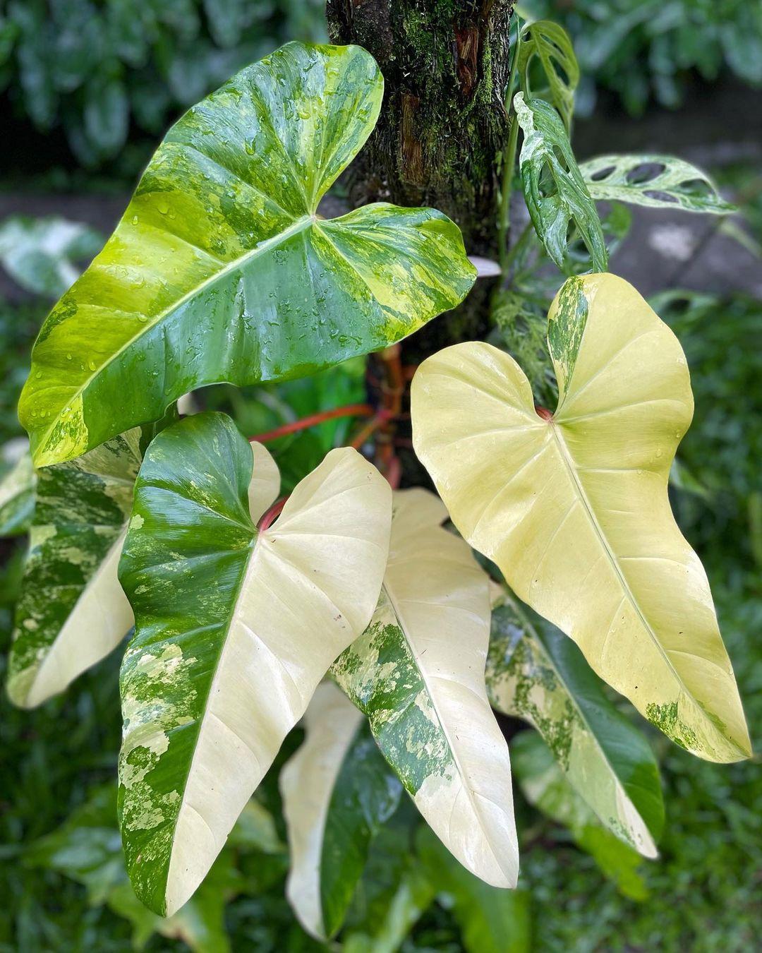 Philodendron Domesticum Variegata Care